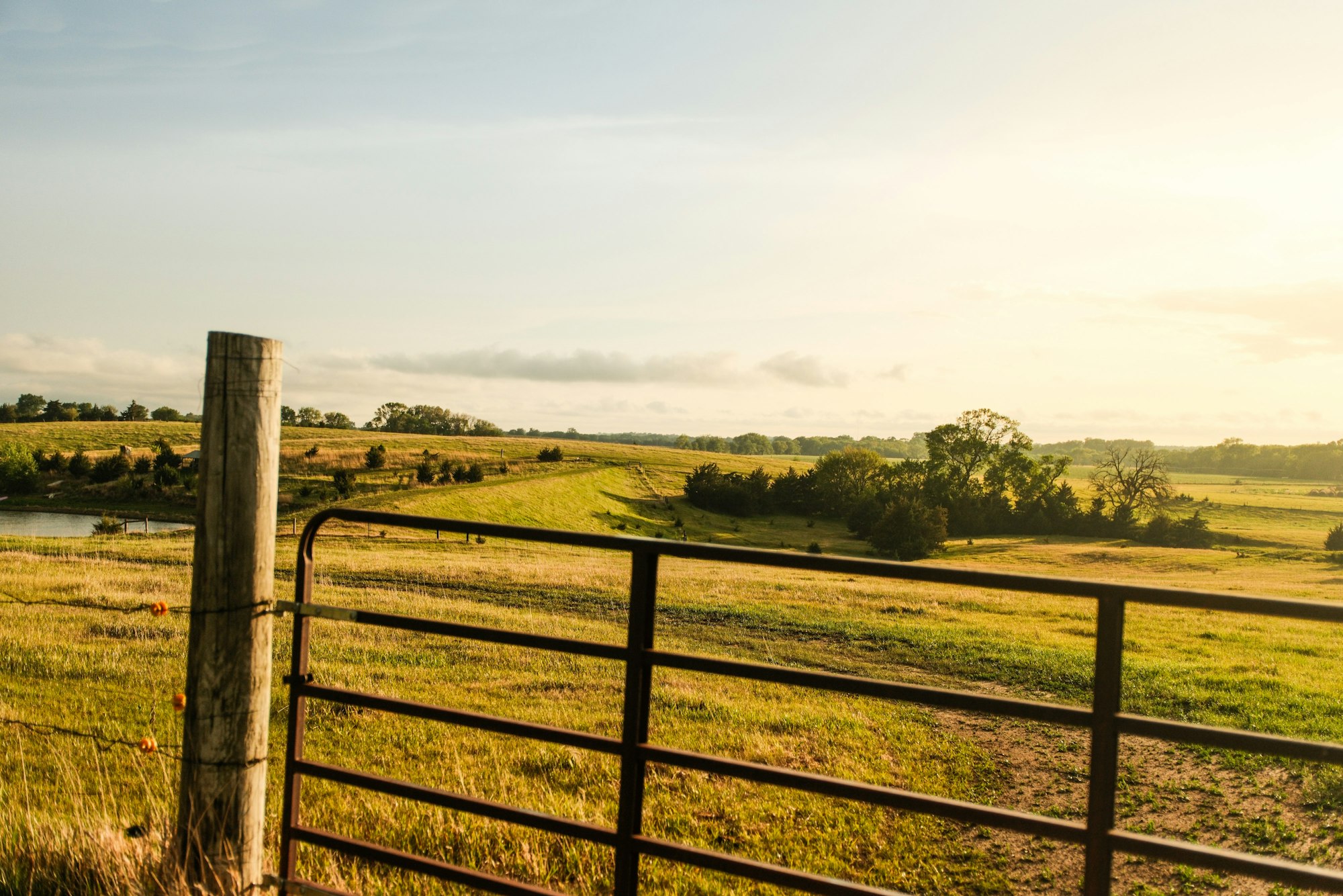 Pasture with a farm gate at golden hour (representative photo)